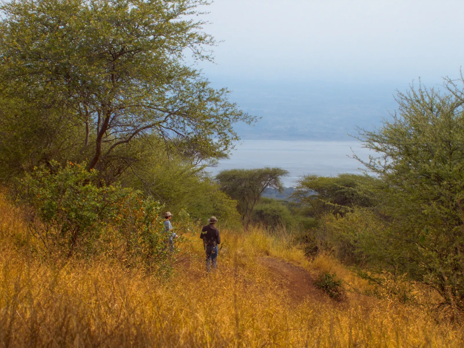 Guided bush walk on the escarpment trail at dawn