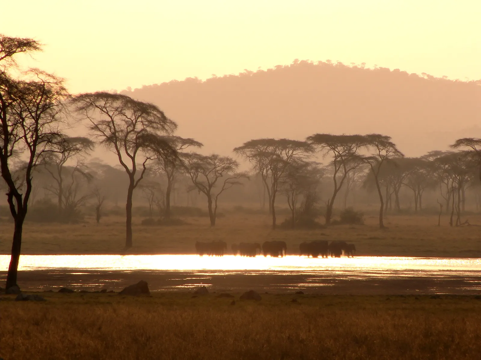 Elephant herd along Lake Manyara at dawn